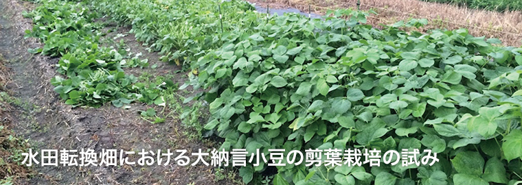 水田転換畑における大納言小豆の剪葉栽培の試み 地域連携シーズバンクwith Dragon