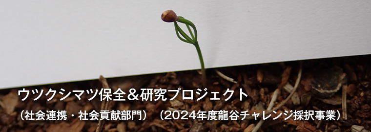 ウツクシマツ保全＆研究プロジェクト （社会連携・社会貢献部門）（2024年度龍谷チャレンジ採択事業）
